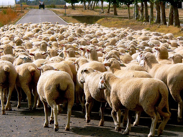Sheeps in a herd